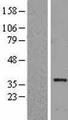 HLF Protein - Western validation with an anti-DDK antibody * L: Control HEK293 lysate R: Over-expression lysate