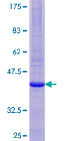 HM13 / IMP-1 / SPP Protein - 12.5% SDS-PAGE of human HM13 stained with Coomassie Blue
