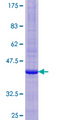 HM13 / IMP-1 / SPP Protein - 12.5% SDS-PAGE of human HM13 stained with Coomassie Blue