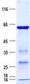 HMBOX1 Protein