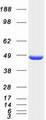 HMBS / PBGD Protein - Purified recombinant protein HMBS was analyzed by SDS-PAGE gel and Coomassie Blue Staining