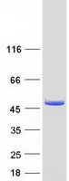 HMBS / PBGD Protein - Purified recombinant protein HMBS was analyzed by SDS-PAGE gel and Coomassie Blue Staining