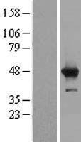 HMCES / C3orf37 Protein - Western validation with an anti-DDK antibody * L: Control HEK293 lysate R: Over-expression lysate