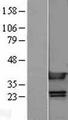 HMG1 / HMGB1 Protein - Western validation with an anti-DDK antibody * L: Control HEK293 lysate R: Over-expression lysate