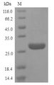 HMG1 / HMGB1 Protein - (Tris-Glycine gel) Discontinuous SDS-PAGE (reduced) with 5% enrichment gel and 15% separation gel.