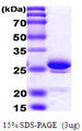 HMG1 / HMGB1 Protein