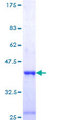 HMG2 / HMGB2 Protein - 12.5% SDS-PAGE Stained with Coomassie Blue.