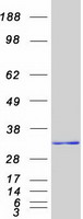 HMG2 / HMGB2 Protein - Purified recombinant protein HMGB2 was analyzed by SDS-PAGE gel and Coomassie Blue Staining