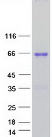 HMG2L1 / HMGXB4 Protein - Purified recombinant protein HMGXB4 was analyzed by SDS-PAGE gel and Coomassie Blue Staining