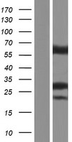 HMGCL Protein - Western validation with an anti-DDK antibody * L: Control HEK293 lysate R: Over-expression lysate