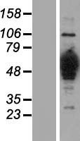 HMGCS1 / HMG-CoA Synthase 1 Protein - Western validation with an anti-DDK antibody * L: Control HEK293 lysate R: Over-expression lysate