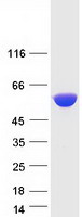 HMGCS1 / HMG-CoA Synthase 1 Protein - Purified recombinant protein HMGCS1 was analyzed by SDS-PAGE gel and Coomassie Blue Staining