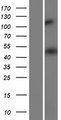 HMGCS2 / HMG-CoA Synthase 2 Protein - Western validation with an anti-DDK antibody * L: Control HEK293 lysate R: Over-expression lysate