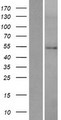 HMGCS2 / HMG-CoA Synthase 2 Protein - Western validation with an anti-DDK antibody * L: Control HEK293 lysate R: Over-expression lysate