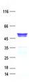 HMGCS2 / HMG-CoA Synthase 2 Protein