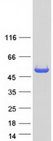 HMGCS2 / HMG-CoA Synthase 2 Protein - Purified recombinant protein HMGCS2 was analyzed by SDS-PAGE gel and Coomassie Blue Staining