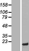 HMGN1 / HMG14 Protein - Western validation with an anti-DDK antibody * L: Control HEK293 lysate R: Over-expression lysate