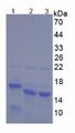 HMGN2 Protein - Recombinant  High Mobility Group Protein 17 By SDS-PAGE