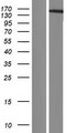 HMGXB3 / SMF Protein - Western validation with an anti-DDK antibody * L: Control HEK293 lysate R: Over-expression lysate