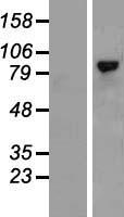 HMMR / CD168 / RHAMM Protein - Western validation with an anti-DDK antibody * L: Control HEK293 lysate R: Over-expression lysate
