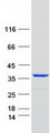 HMOX1 / HO-1 Protein - Purified recombinant protein HMOX1 was analyzed by SDS-PAGE gel and Coomassie Blue Staining