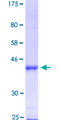 HMX2 Protein - 12.5% SDS-PAGE Stained with Coomassie Blue.