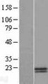 HN1 / ARM2 Protein - Western validation with an anti-DDK antibody * L: Control HEK293 lysate R: Over-expression lysate