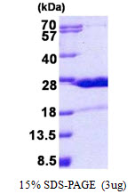 HN1 / ARM2 Protein