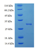 HN1 / ARM2 Protein