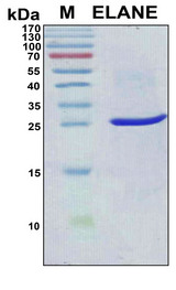 HNE / Neutrophil Elastase Protein - SDS-PAGE under reducing conditions and visualized by Coomassie blue staining