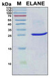 HNE / Neutrophil Elastase Protein - SDS-PAGE under reducing conditions and visualized by Coomassie blue staining