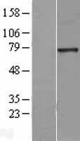 HNF1A / HNF1 Protein - Western validation with an anti-DDK antibody * L: Control HEK293 lysate R: Over-expression lysate