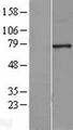HNF1A / HNF1 Protein - Western validation with an anti-DDK antibody * L: Control HEK293 lysate R: Over-expression lysate