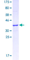 HNF1A / HNF1 Protein - 12.5% SDS-PAGE Stained with Coomassie Blue.