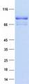 HNF1A / HNF1 Protein