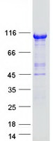 HNF1A / HNF1 Protein - Purified recombinant protein HNF1A was analyzed by SDS-PAGE gel and Coomassie Blue Staining