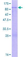 HNF1B / HNF1 Beta Protein - 12.5% SDS-PAGE of human HNF1B stained with Coomassie Blue