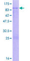 HNF1B / HNF1 Beta Protein - 12.5% SDS-PAGE of human HNF1B stained with Coomassie Blue