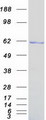 HNF1B / HNF1 Beta Protein - Purified recombinant protein HNF1B was analyzed by SDS-PAGE gel and Coomassie Blue Staining