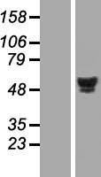 HNF4A / HNF4 Protein - Western validation with an anti-DDK antibody * L: Control HEK293 lysate R: Over-expression lysate