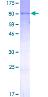 HNF4A / HNF4 Protein - 12.5% SDS-PAGE of human HNF4A stained with Coomassie Blue
