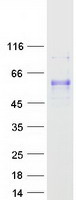 HNF4A / HNF4 Protein - Purified recombinant protein HNF4A was analyzed by SDS-PAGE gel and Coomassie Blue Staining