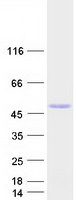 HNF4A / HNF4 Protein - Purified recombinant protein HNF4A was analyzed by SDS-PAGE gel and Coomassie Blue Staining