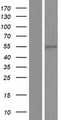 HNF4G / HNF4 Gamma Protein - Western validation with an anti-DDK antibody * L: Control HEK293 lysate R: Over-expression lysate