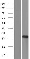 HNLF / TMED4 Protein - Western validation with an anti-DDK antibody * L: Control HEK293 lysate R: Over-expression lysate