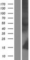 HNP-4 / DEFA4 Protein - Western validation with an anti-DDK antibody * L: Control HEK293 lysate R: Over-expression lysate