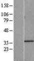 HnRNP A0 Protein - Western validation with an anti-DDK antibody * L: Control HEK293 lysate R: Over-expression lysate
