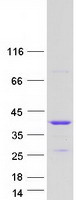 HnRNP A0 Protein - Purified recombinant protein HNRNPA0 was analyzed by SDS-PAGE gel and Coomassie Blue Staining