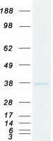 HnRNP-E1 / PCBP1 Protein - Purified recombinant protein PCBP1 was analyzed by SDS-PAGE gel and Coomassie Blue Staining