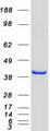 HNRNP-E2 / PCBP2 Protein - Purified recombinant protein PCBP2 was analyzed by SDS-PAGE gel and Coomassie Blue Staining